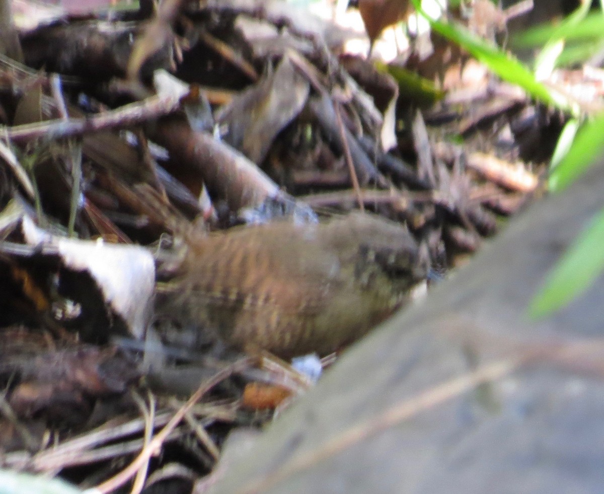 Pacific Wren - ML217597891