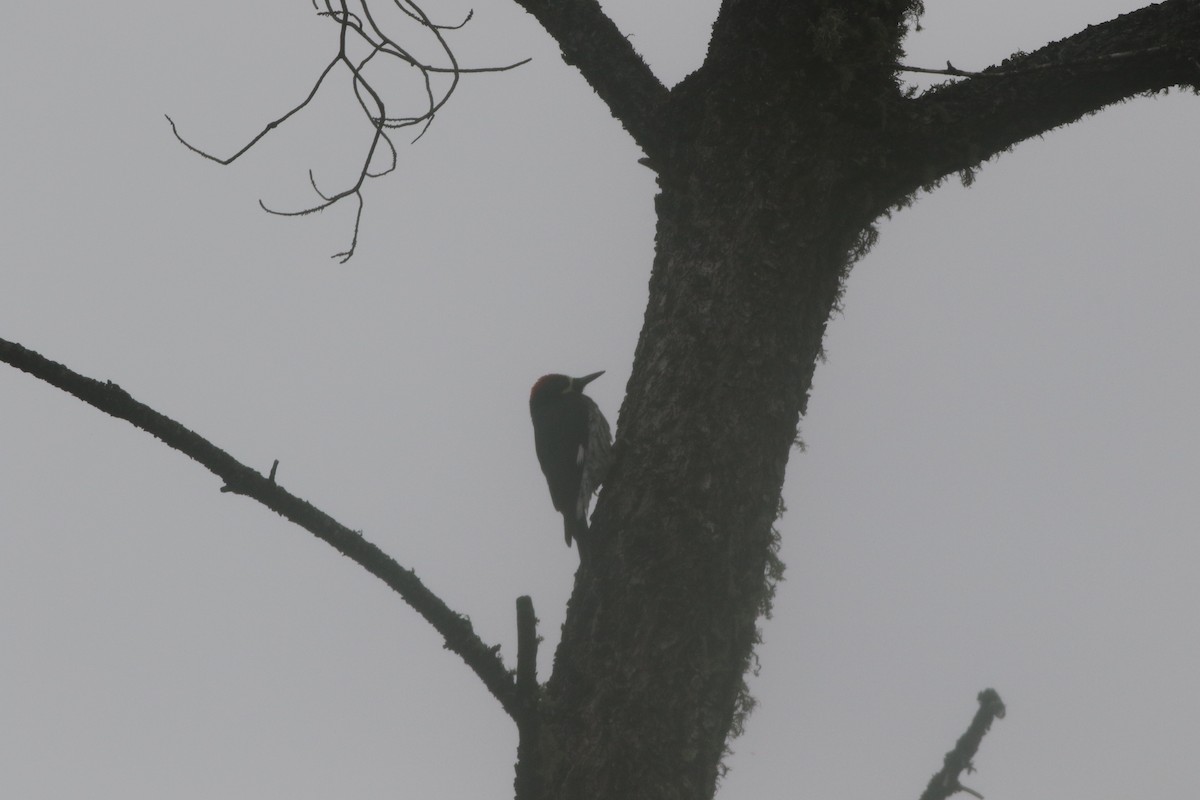 Acorn Woodpecker (Narrow-fronted) - ML217598091