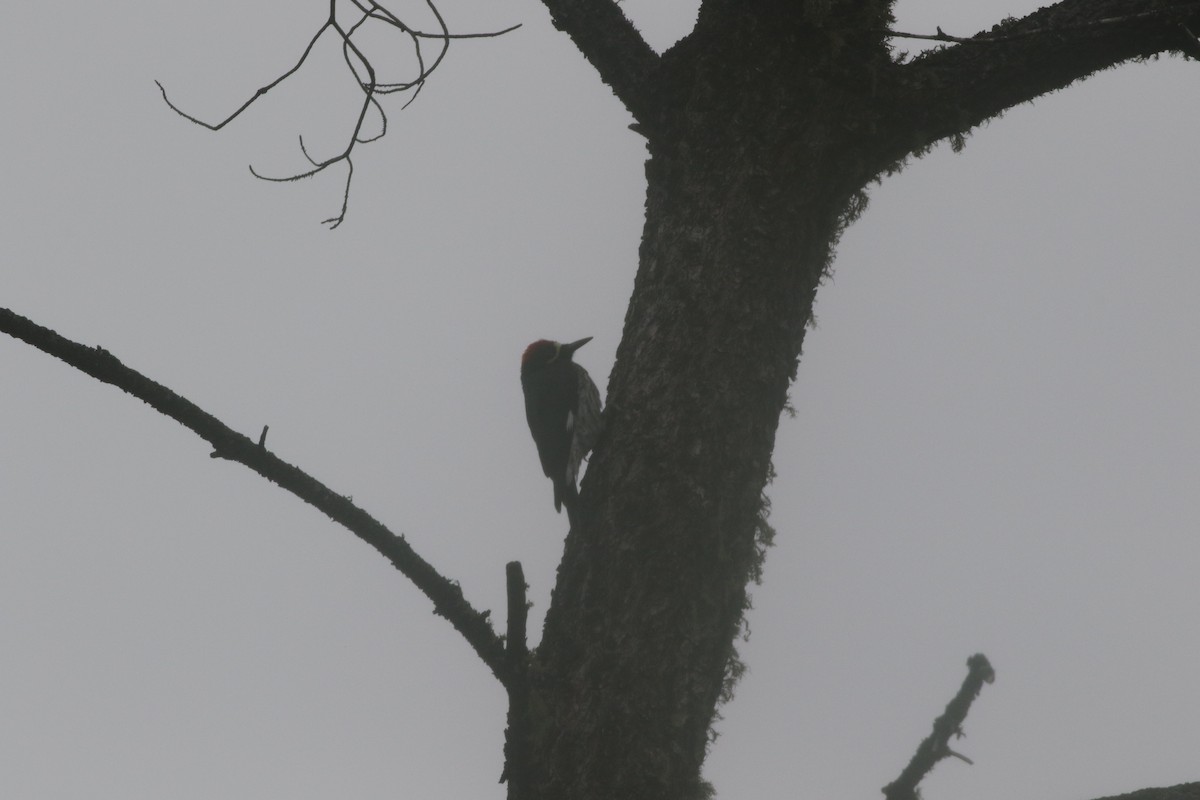 Acorn Woodpecker (Narrow-fronted) - ML217598141