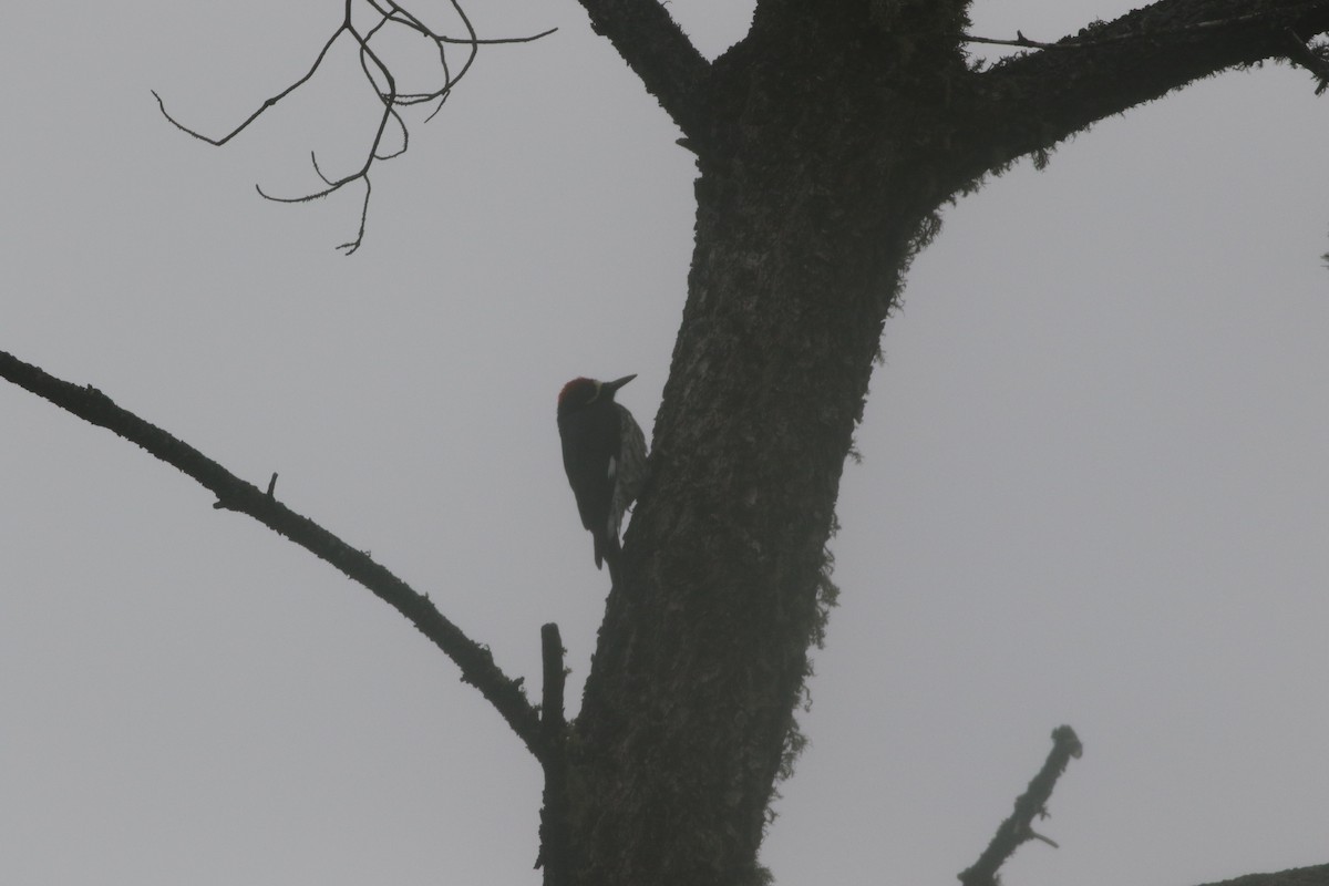 Acorn Woodpecker (Narrow-fronted) - ML217598151