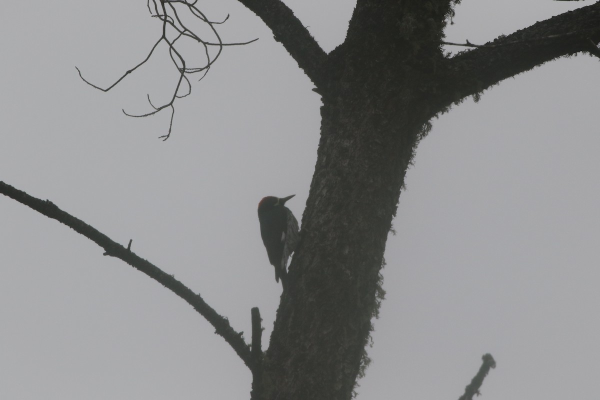 Acorn Woodpecker (Narrow-fronted) - ML217598181