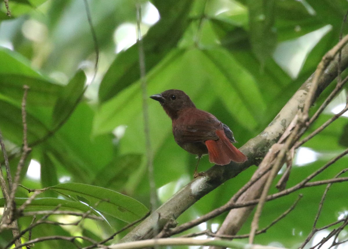 Red-crowned Ant-Tanager - Daniel Branch