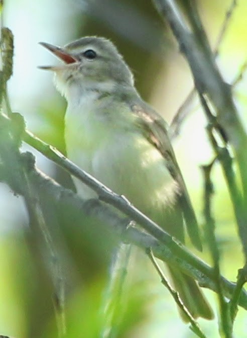 Warbling Vireo - sicloot