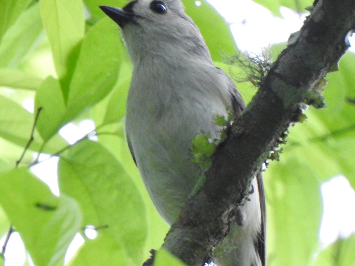 Tufted Titmouse - ML217604601