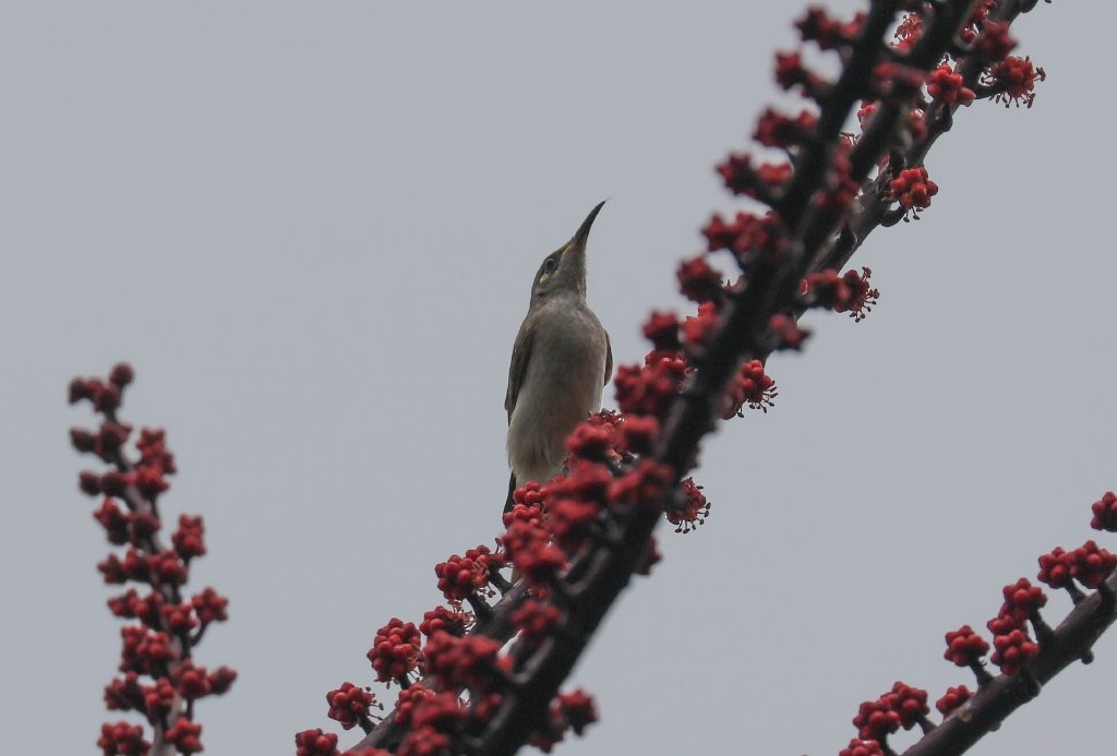 Brown Honeyeater - ML217605171