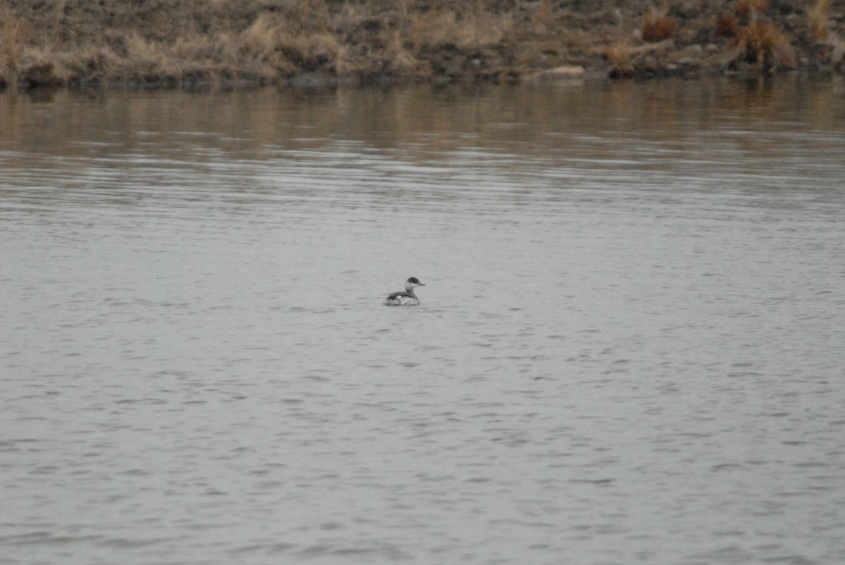 Horned Grebe - James Jarosz