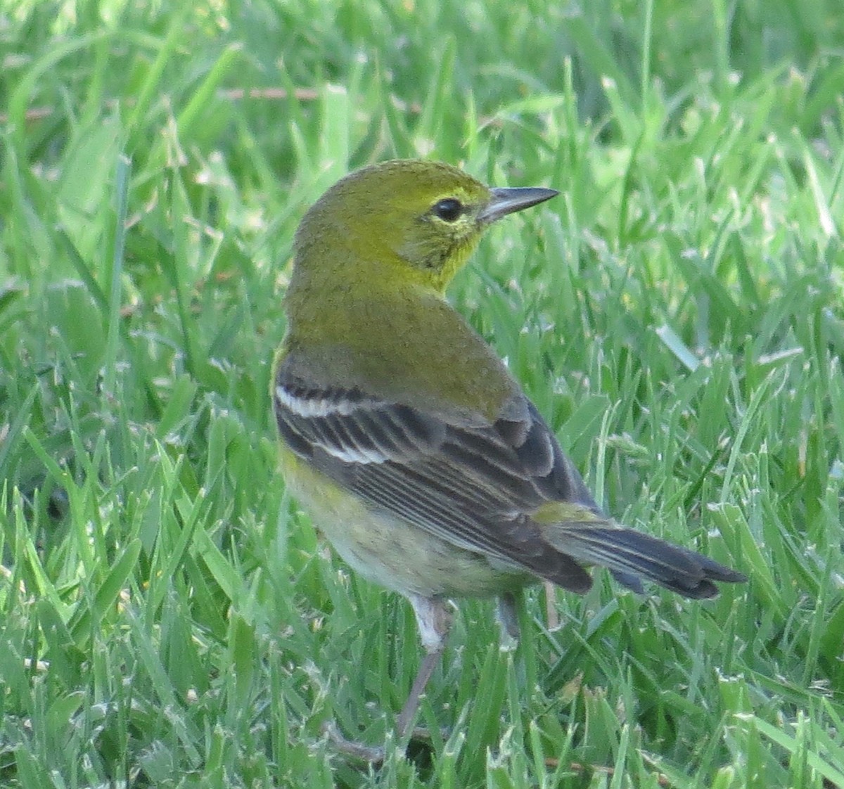 Pine Warbler - ML217607781