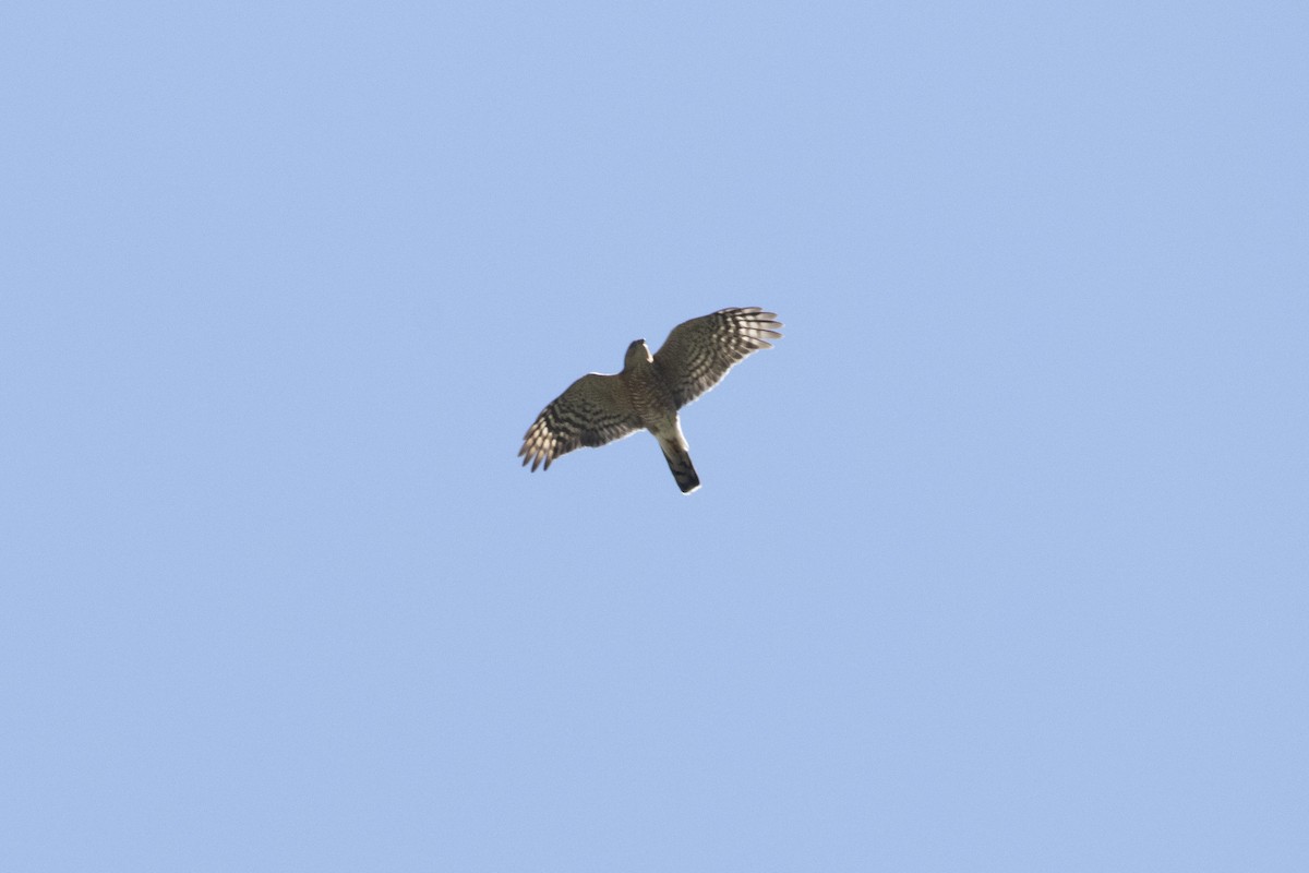 Sharp-shinned Hawk - ML217609421