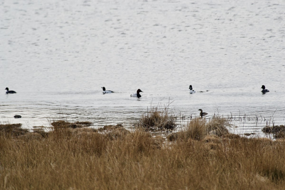 Pied-billed Grebe - ML217609611