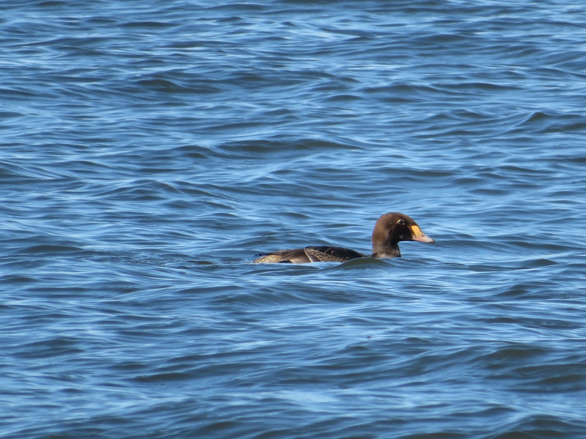 King Eider - Tony Lammers