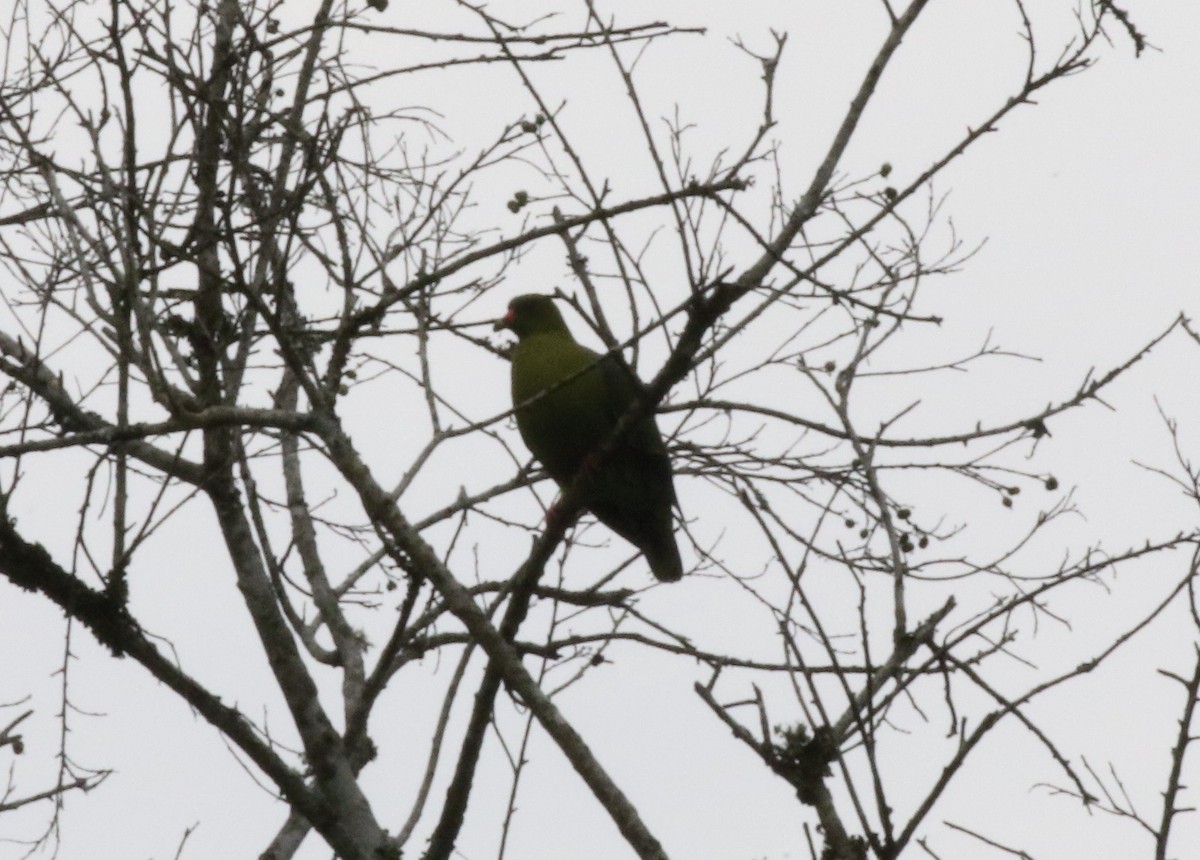 African Green-Pigeon - ML217609991