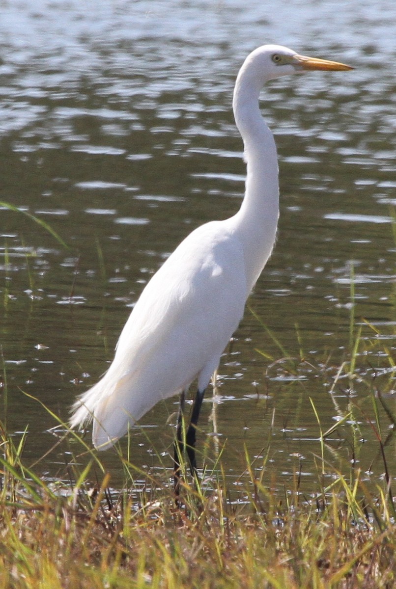 Intermediate Egret- - ML217611701