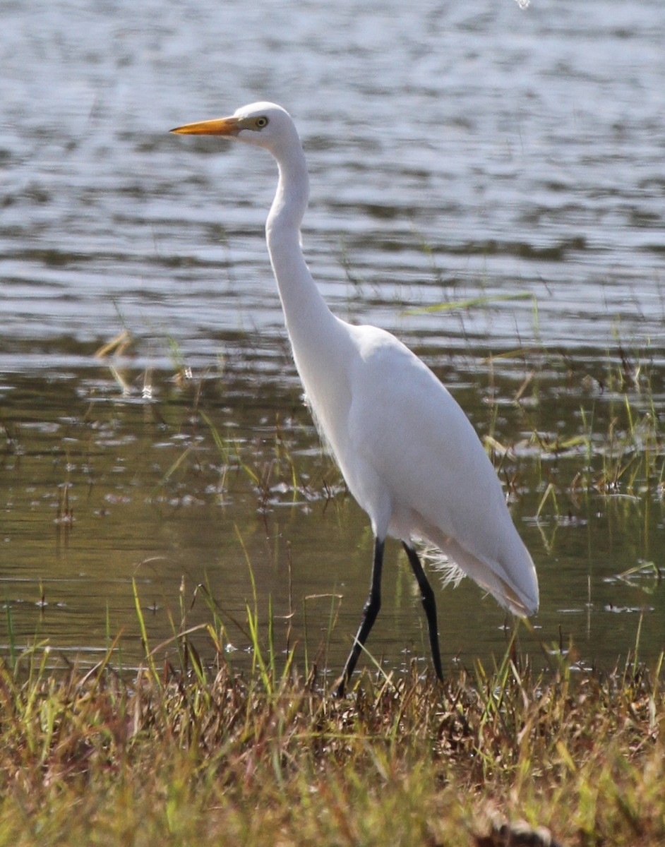 Intermediate Egret- - ML217611721