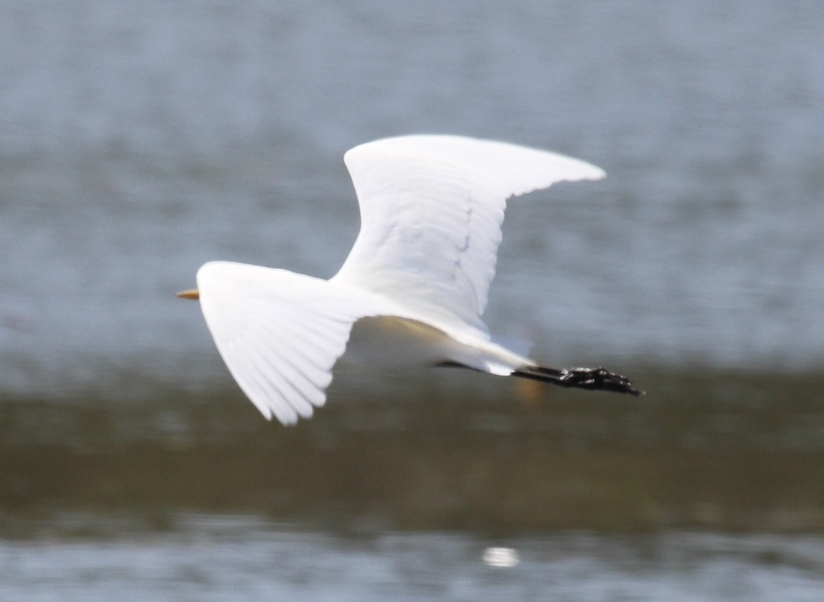 Intermediate Egret- - ML217611741