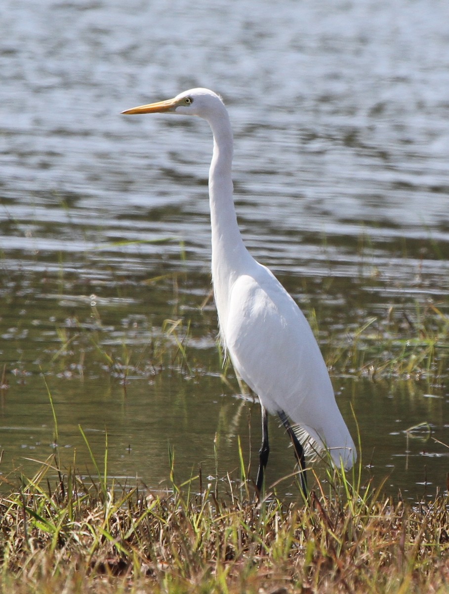 Intermediate Egret- - ML217611791