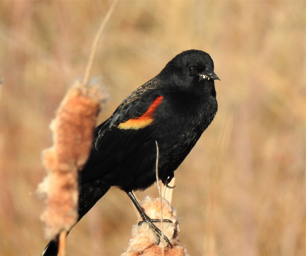 Red-winged Blackbird - ML217611871