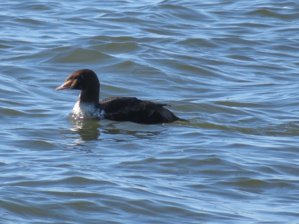 Eider à tête grise - ML217612211