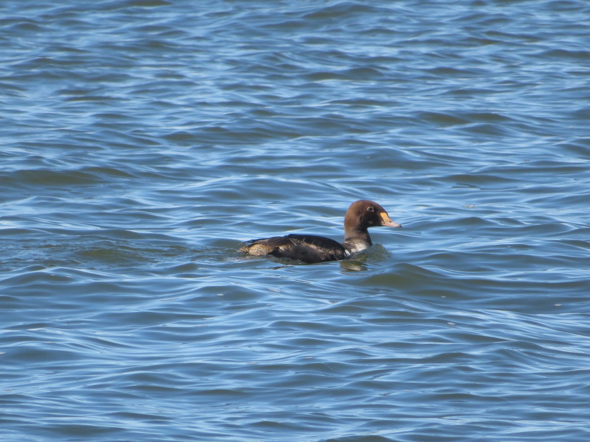 Eider à tête grise - ML217612361