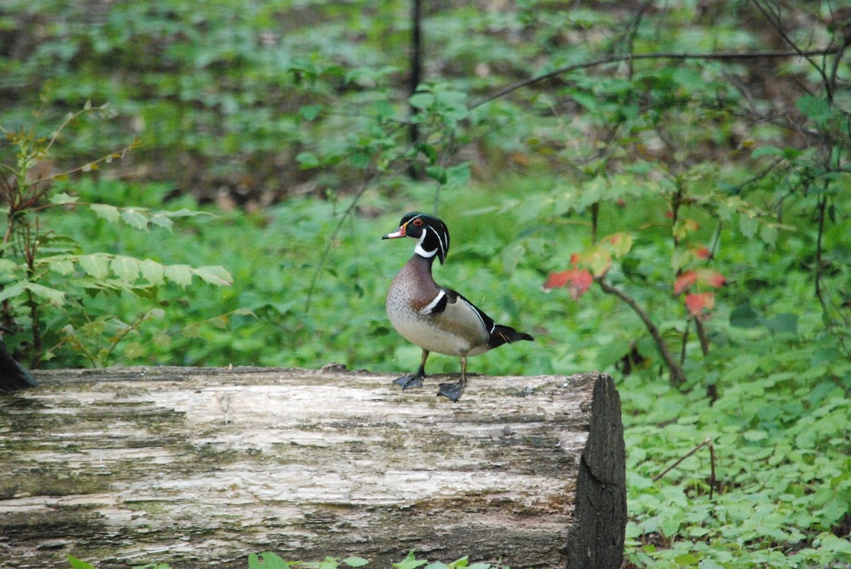 Wood Duck - Josh Cantor