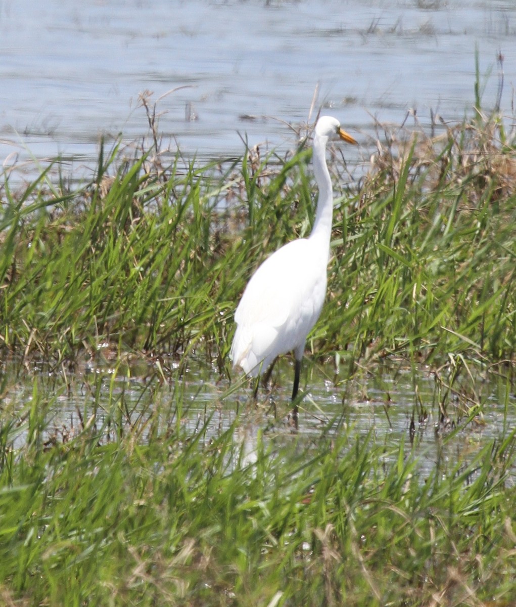 Medium/Plumed Egret - ML217613411