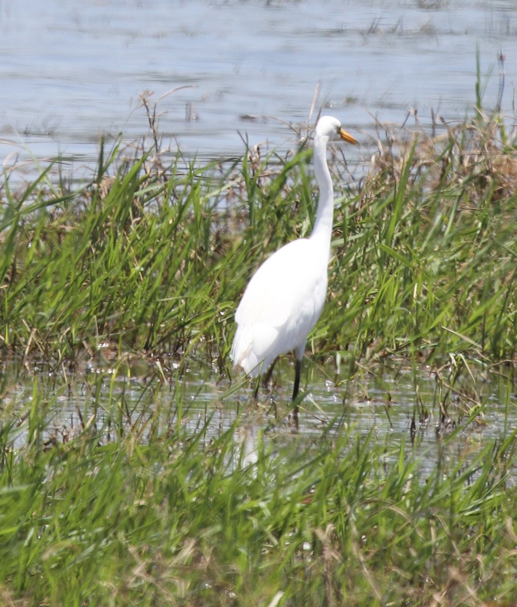 Intermediate Egret- - ML217613411