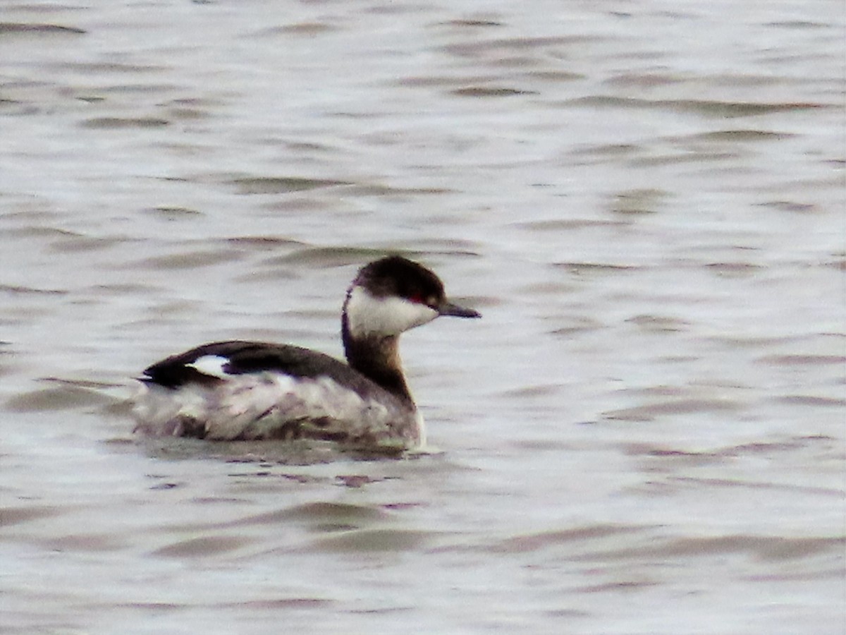 Horned Grebe - ML217613541