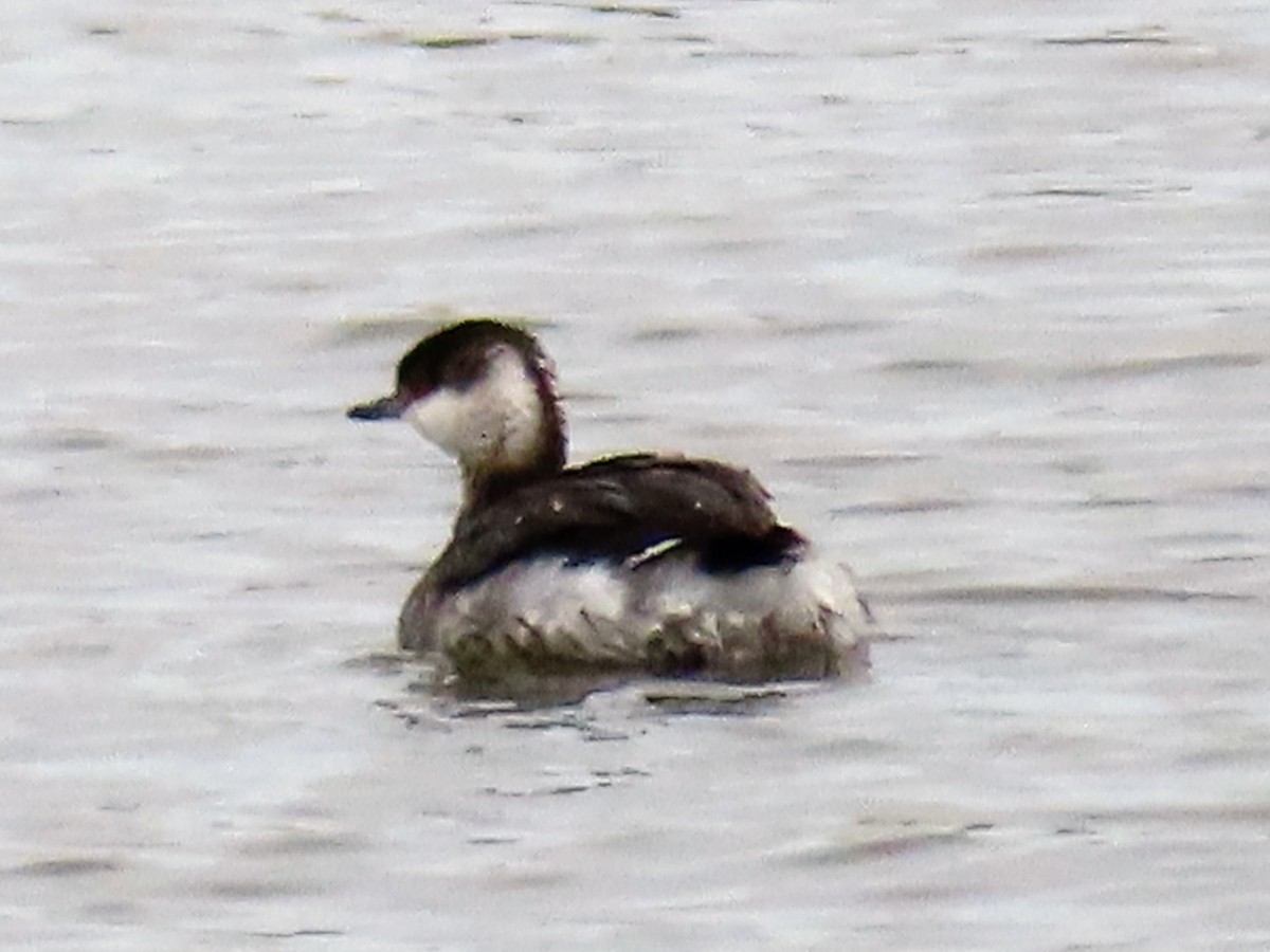 Horned Grebe - ML217613571