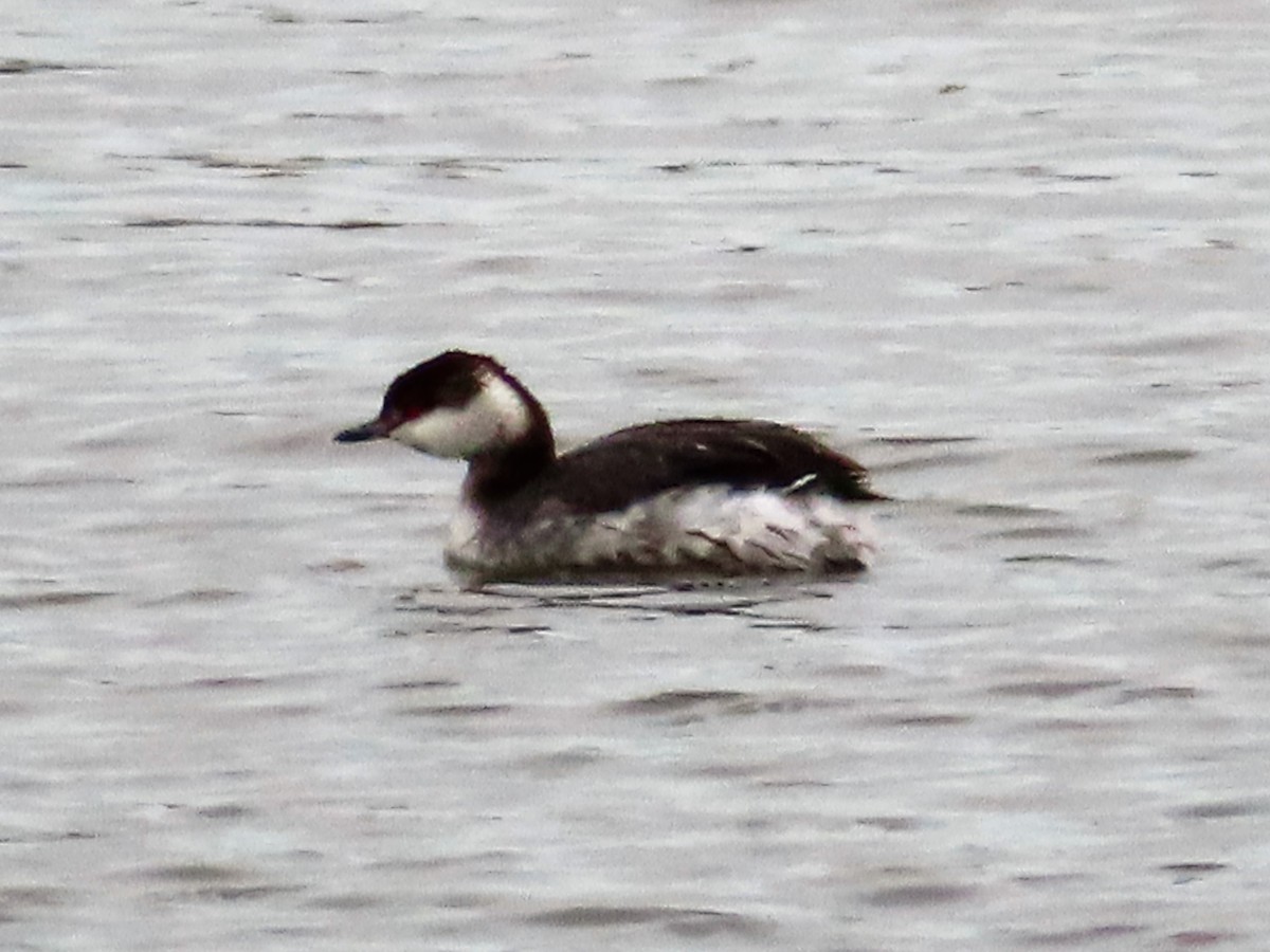 Horned Grebe - ML217613601