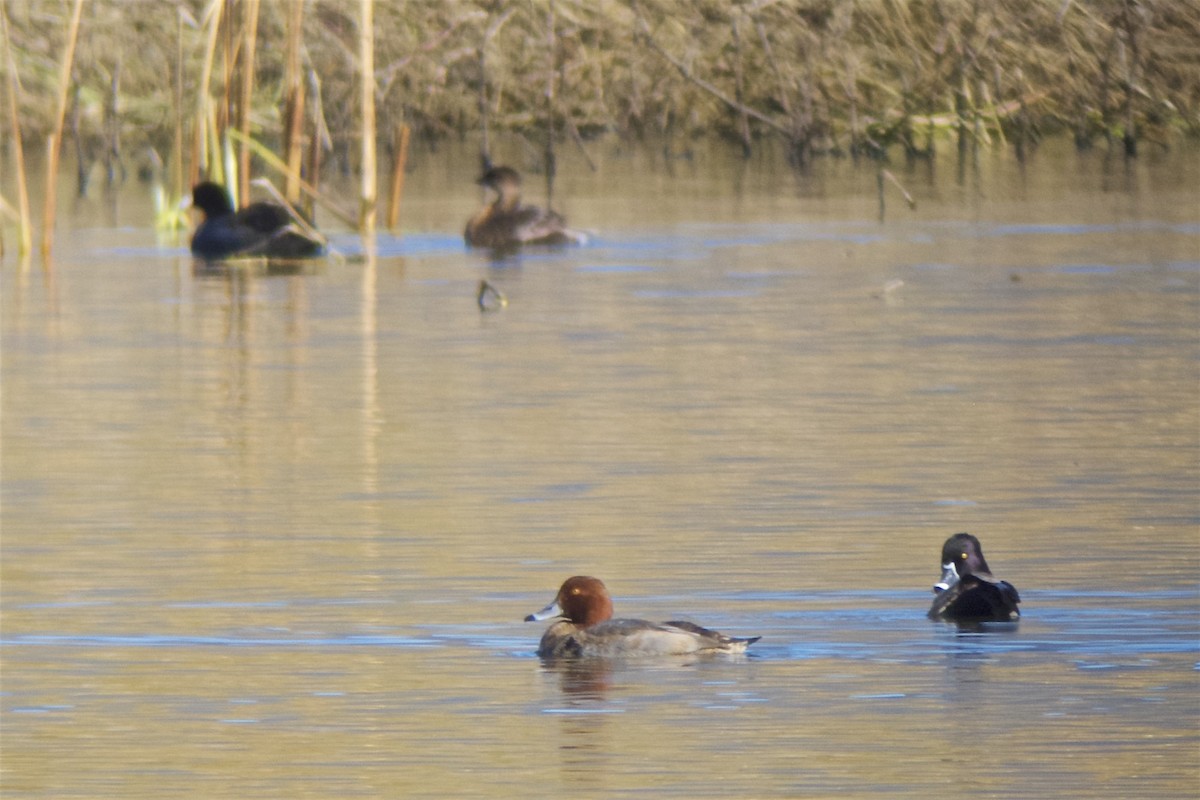 Redhead - ML21761501