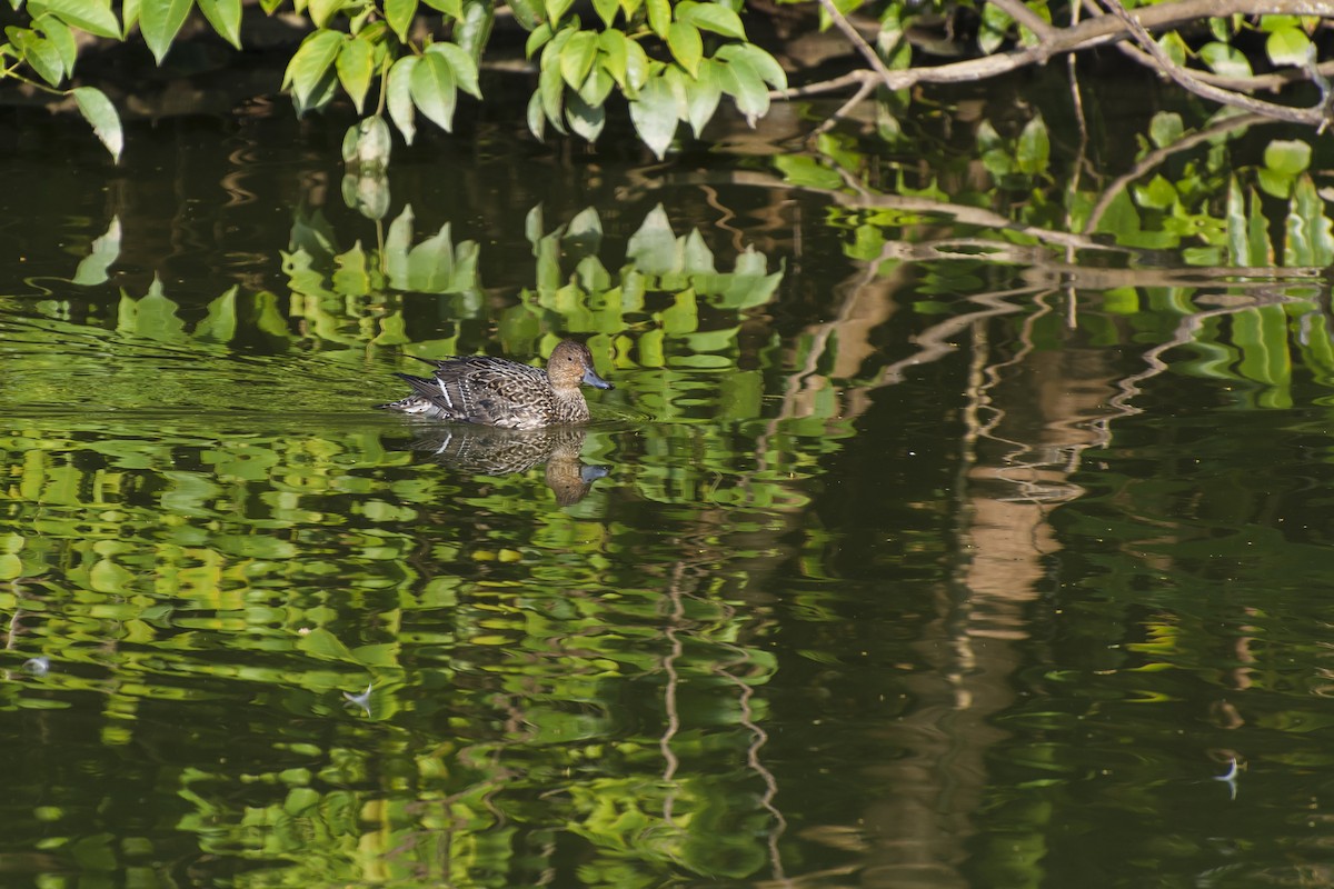 Falcated Duck - ML217615651