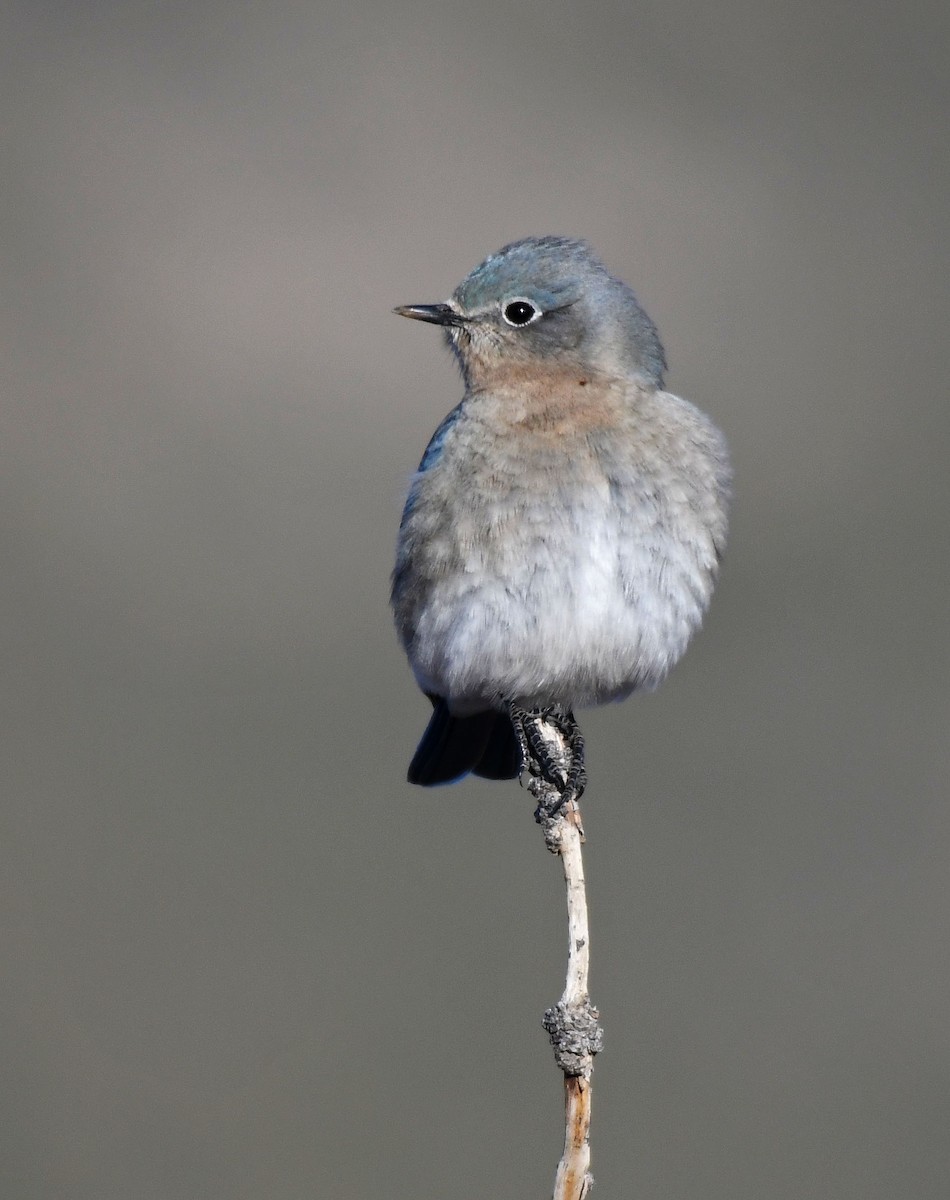 Mountain Bluebird - ML217616181