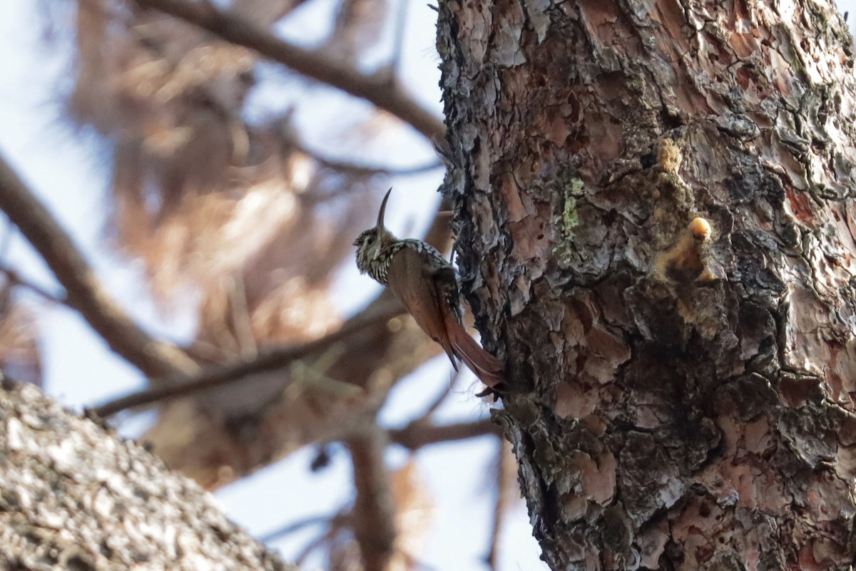 White-striped Woodcreeper - Tommy Pedersen