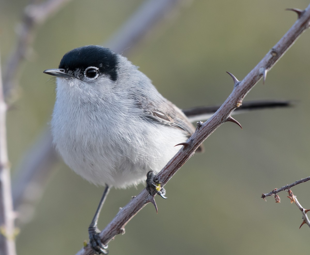 Black-tailed Gnatcatcher - ML217616771