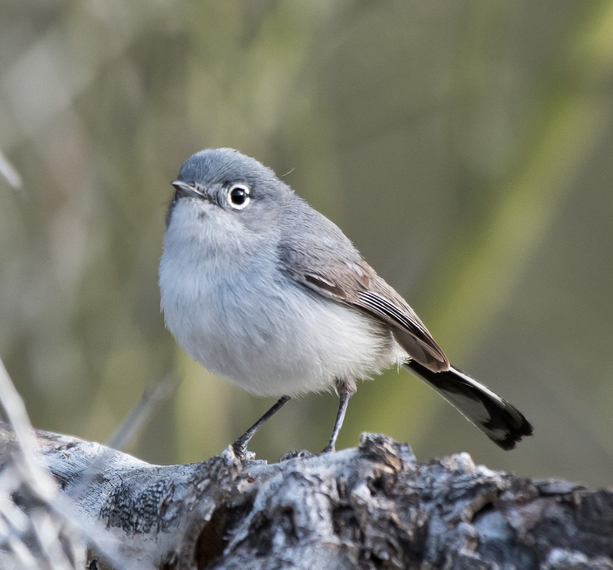 Black-tailed Gnatcatcher - ML217617131