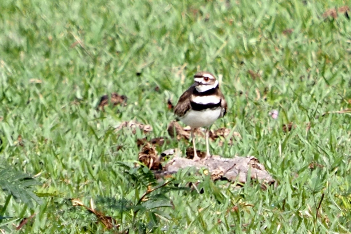 Killdeer - ML217618051