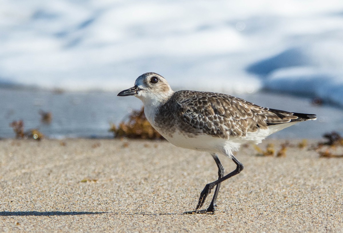 Black-bellied Plover - ML21762021