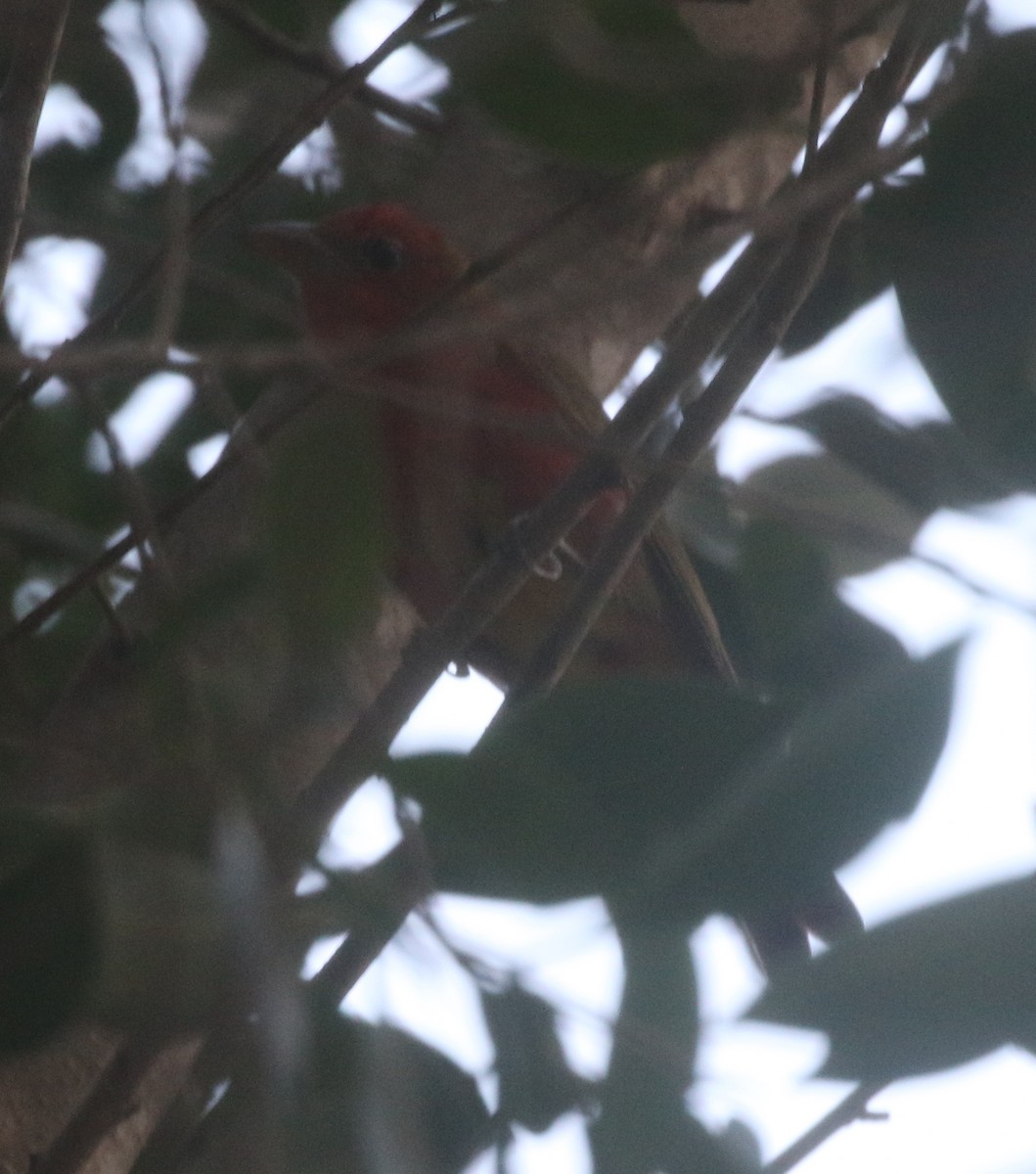 Summer Tanager - ML217620711