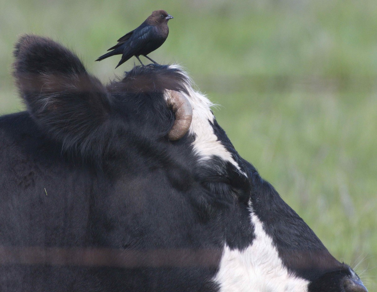 Brown-headed Cowbird - ML217621211