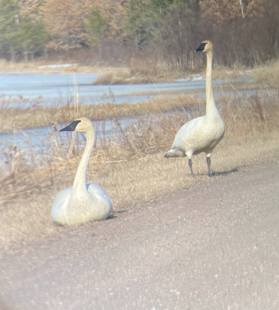 Trumpeter Swan - ML217621881