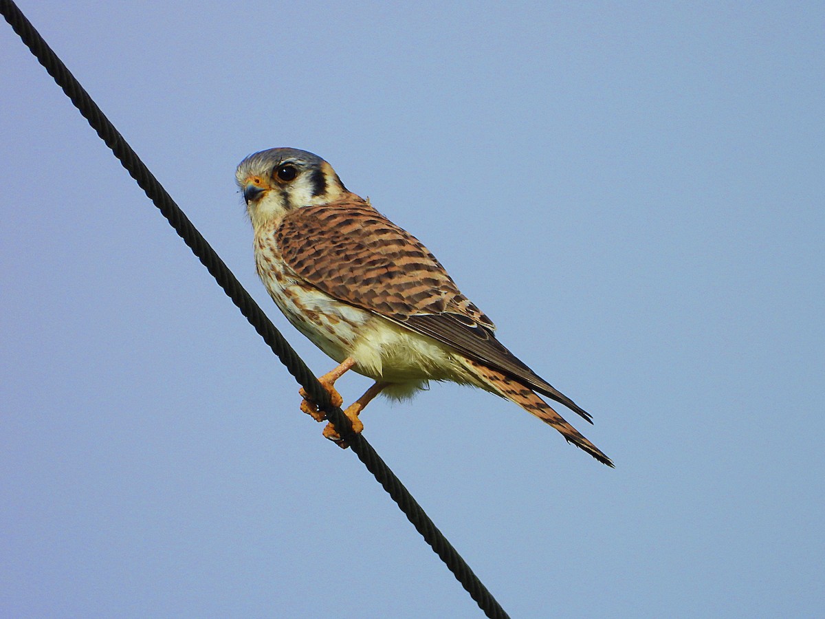 American Kestrel - Michael Musumeche