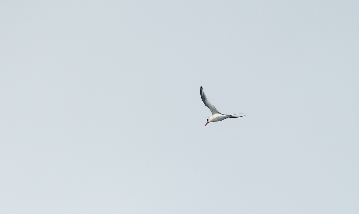 Red-billed Tropicbird - ML217623391