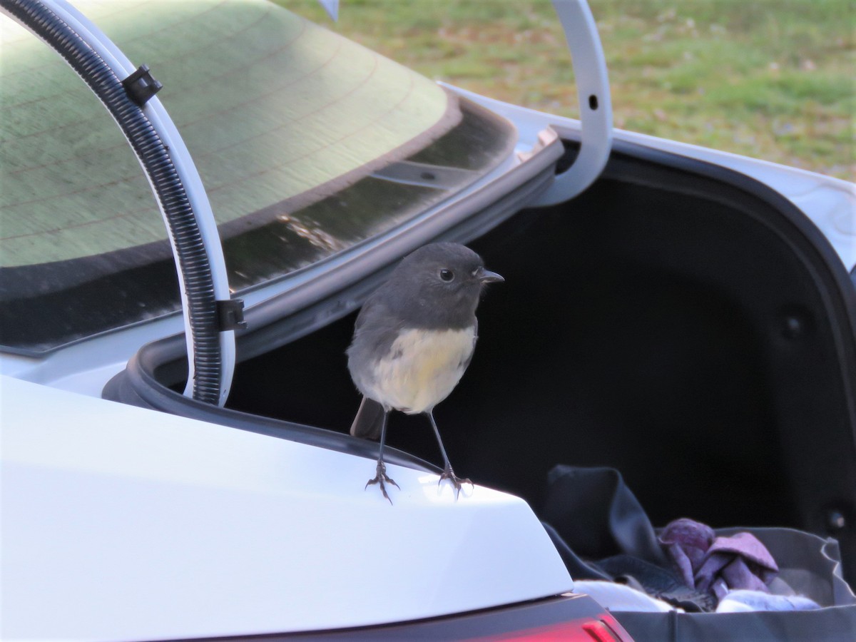 South Island Robin - Linda Hayes