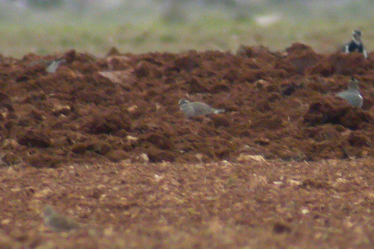 Eurasian Dotterel - ML217623951