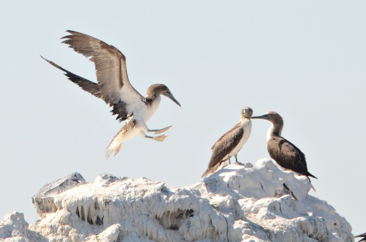 Blue-footed Booby - ML217624541