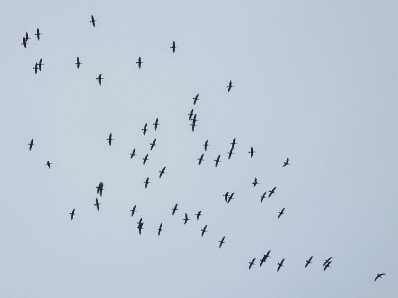 Double-crested Cormorant - ML21762541