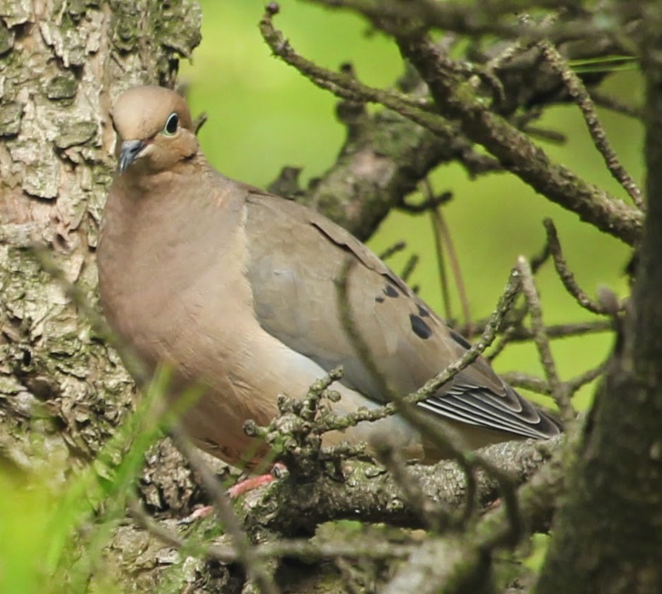 Mourning Dove - ML21762551