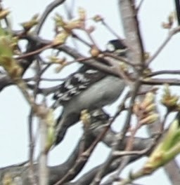 Downy Woodpecker - sicloot