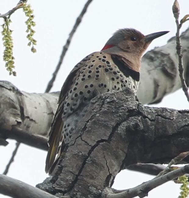 Northern Flicker - ML21762581