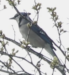 Blue Jay - ML21762591