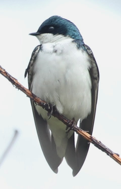 Tree Swallow - ML21762601